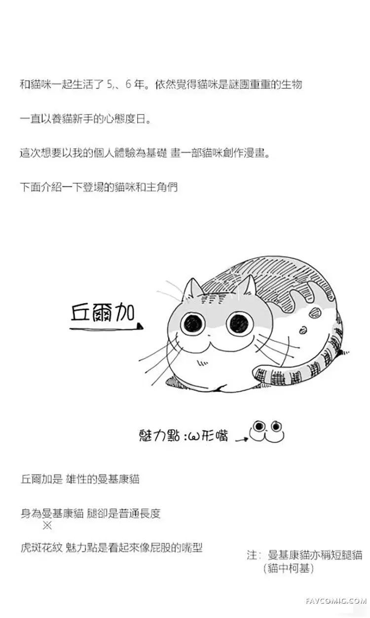 关于养猫我一直是新手试读2P